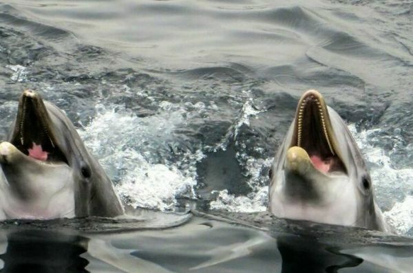 Росрыболовство предложило Японии помощь в спасении застрявших во льдах косаток