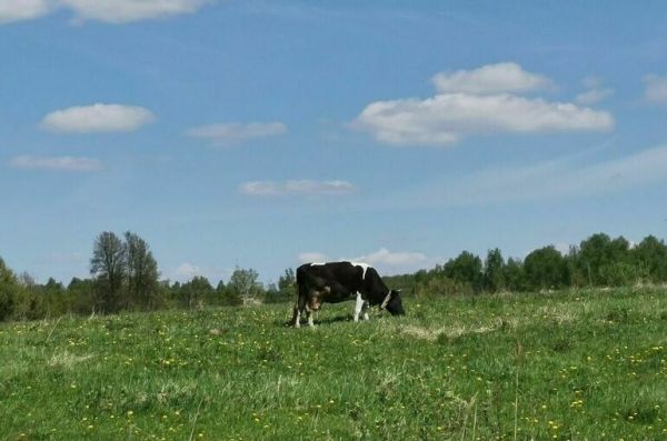 Семейные фермы смогут получить субсидию на покупку скота Семейные фермы смогут получить субсидию на покупку скота