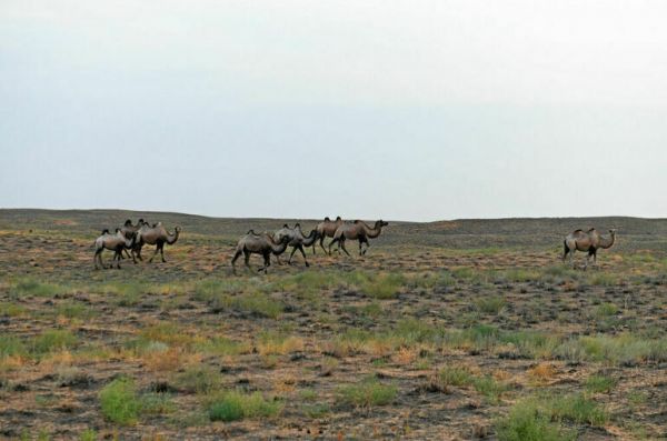 Сотрудникам структуры ООН покажут астраханских верблюдов