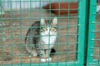 В Астраханской области разрешили эвтаназию бездомных собак В Астраханской области разрешили эвтаназию бездомных собак