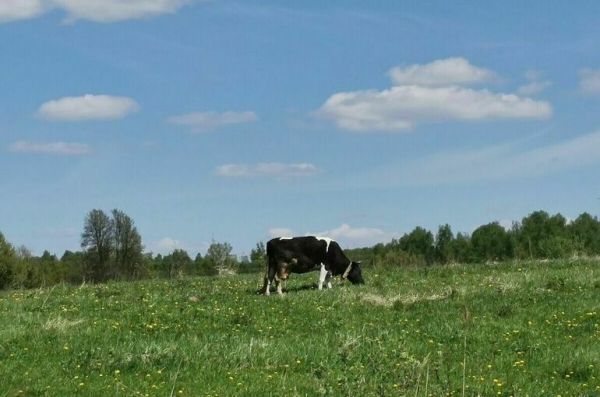 В Минсельхозе определили, чем маркировать коров и овец