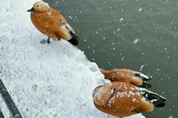 В Москве 26 декабря установлен рекорд по низкому атмосферному давлению