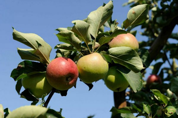 В России хотят разделить обеззараживание обычной и органической продукции