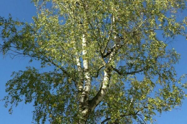 Заготовку хвороста и валежника предложили упорядочить